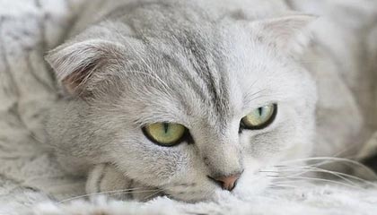开云官网-全北现代守门员屡献神扑，全北现代ds足球